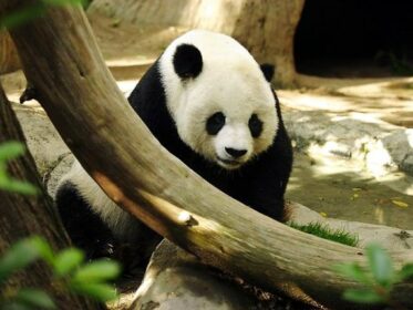 Dans la tête du panda